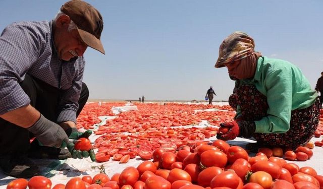 Diyarbakır’ın güneşinde kuruyor: Karacadağ domatesi dünya pazarında