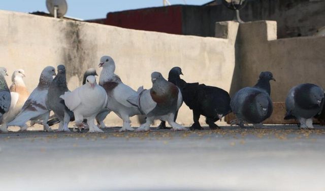 Diyarbakır’ın özgün güvercin oteli yeniden açıldı