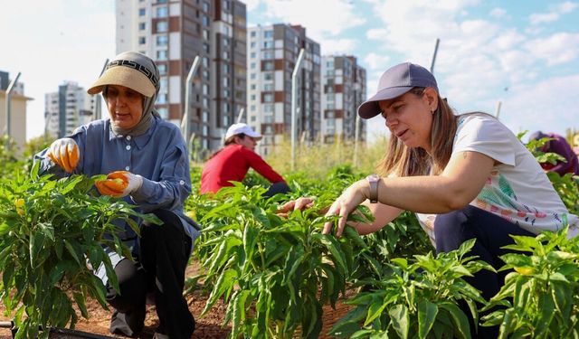 Diyarbakır'da kadın emeği bostanlarda büyüyor: Bucak hasada katıldı