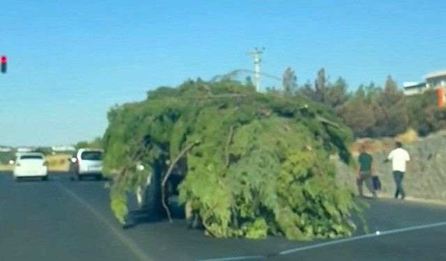 Diyarbakır trafiğinde akılalmaz görüntü: Yürüyen orman gibi!