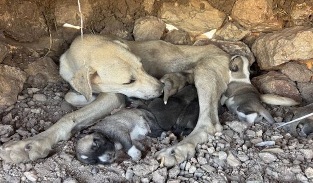 Diyarbakır Sur'da yürek ısıtan kurtarma: Vatandaş yardımına koştu
