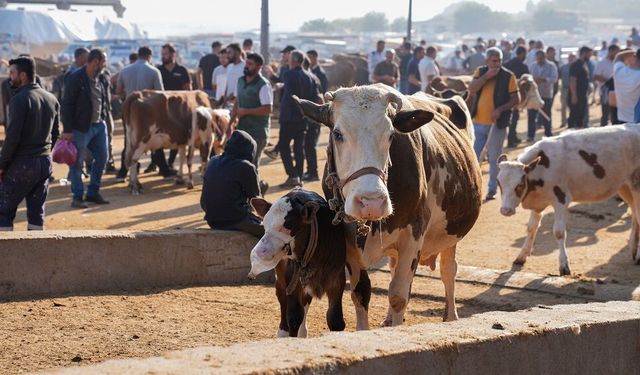 Diyarbakır Büyükşehir’den ‘Hayvan Pazarı’ kararı!