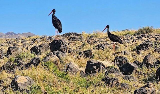 Diyarbakır'da leylek sürüsünde dikkat çeken görüntü: Kara leylek...
