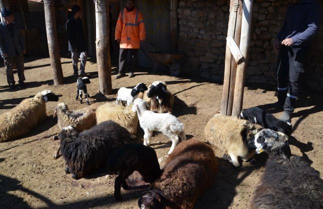 Muşta gizemli ölüm! 80 koyun nedensizce öldü