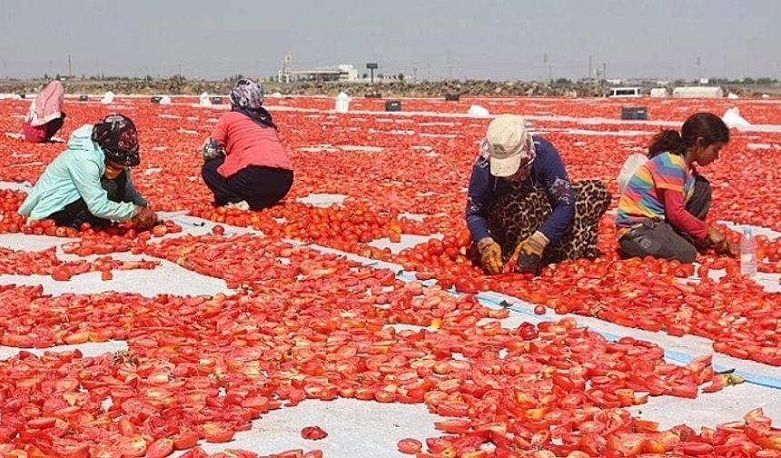Diyarbakır’da domates mesaisi: Birçok ülkeye ihraç ediliyor