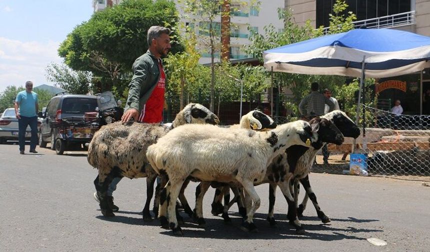 Diyarbakır'da kurbanlık küçükbaş ve büyükbaş fiyatları belli oldu!