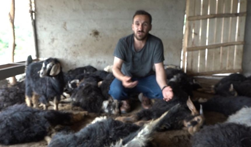 Diyarbakır’da sokak köpekleri 70 hayvanı öldürdü