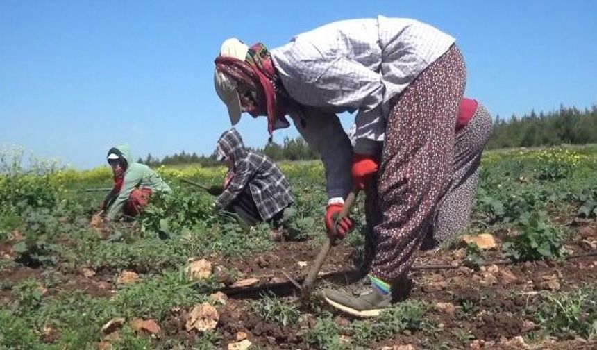 Diyarbakır’da acı ölüm: 3 çocuk annesi tarlada yaşamını yitirdi!