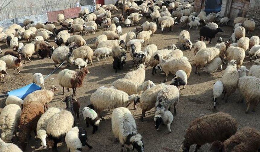 Diyarbakır'da kan donduran sevkiyat: Zehir için hayvanlara kıydılar!