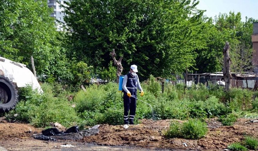 Diyarbakır’da sivrisinek ve haşere istilası: Büyükşehir’e çağrı!