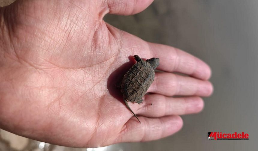 Diyarbakır'da kaplumbağanın minik yavrusu görüldü