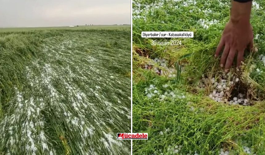 Dolu yağışı Diyarbakır’da ekinlere zarar verdi