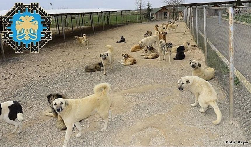 Diyarbakır’da sokak köpeklerinin tamamı toplatılıyor: Tarih verildi!