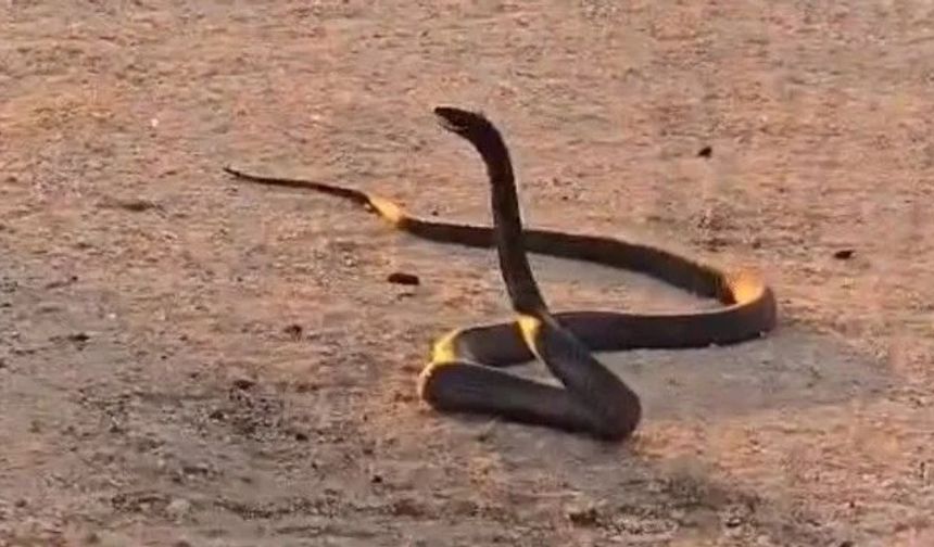 Diyarbakır’da 2 metre boyunda yılan görüldü