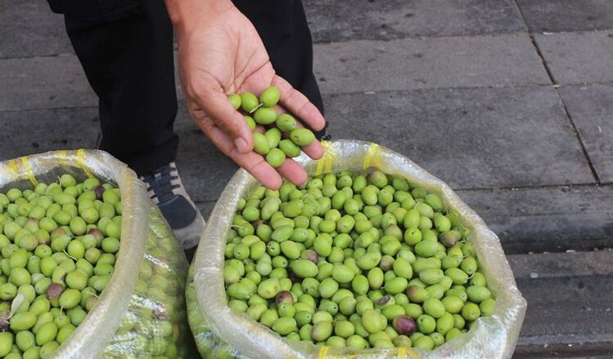 Diyarbakır’da yeşil zeytin tezgahlarda