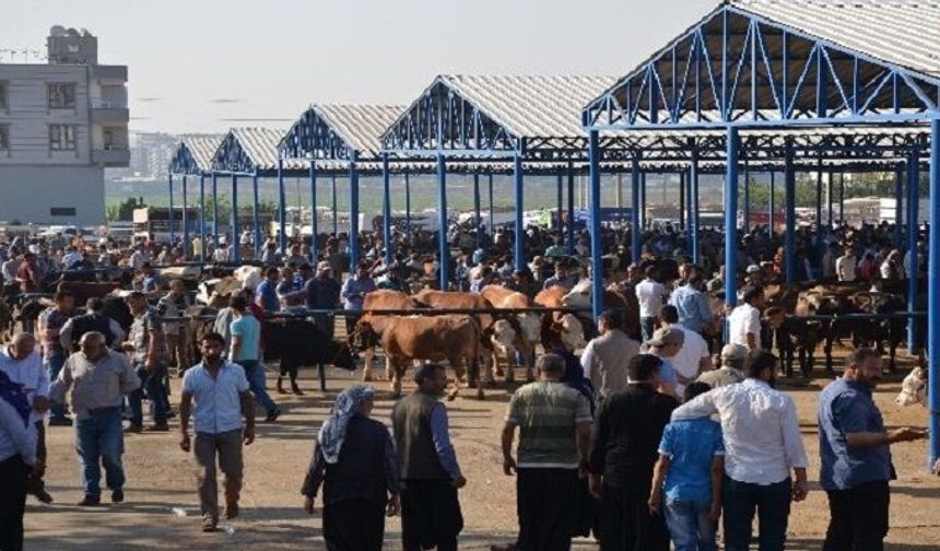Hayvan pazarında iki grup çatıştı
