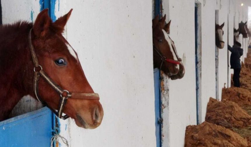 Diyarbakır’da bir kişi at tarafından ısırıldı, ağır yaralandı