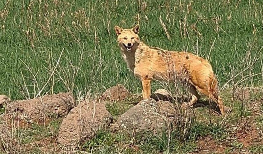 Diyarbakır’da aniden karşısına çıktı: O anları kaydetti!