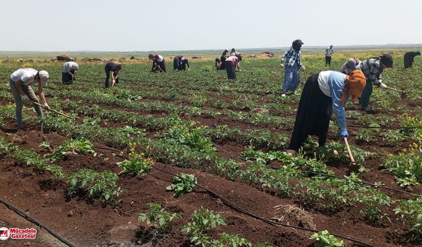Diyarbakır’da çapa sezonu başladı: İşte günlük kazançları!