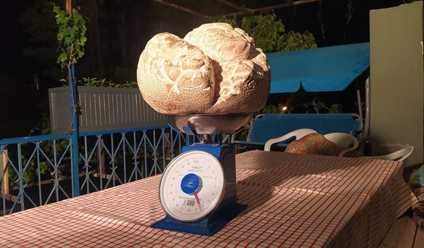 Devasa büyüklükte mantarı görenler gözlerine inanamadı: Tam 8 kilogram!