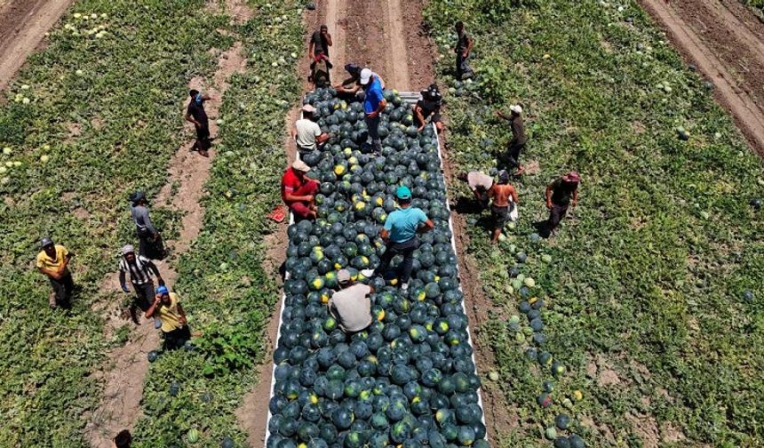Para etmedi, ücretsiz dağıttı: Diyarbakırlı çiftçiden örnek davranış!