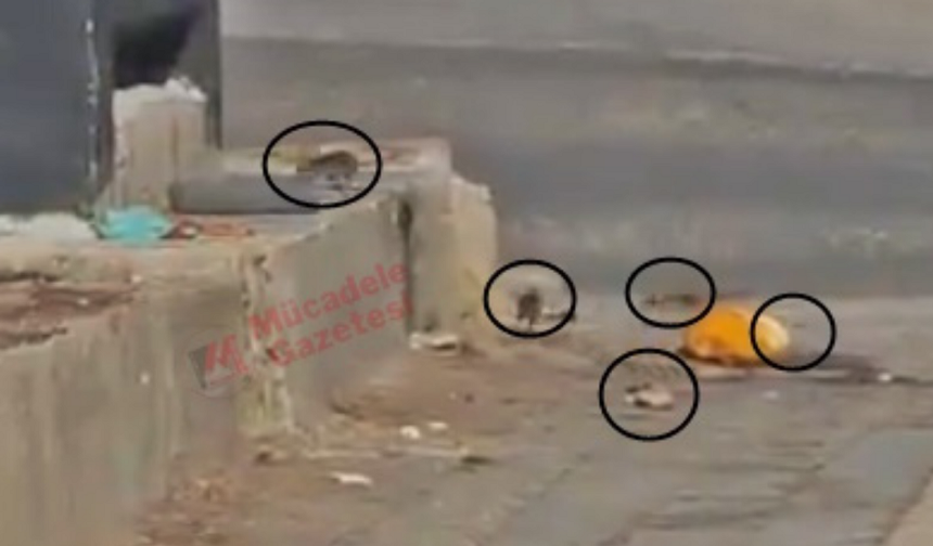 Diyarbakır’ın işlek caddesini fareler bastı: İşte görüntüleri