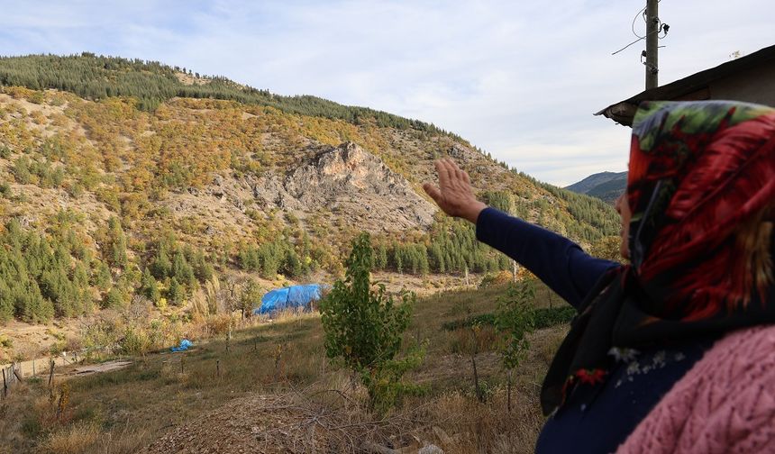 37 yıl önce köylüler dikti: Şimdi ise ormana döndü!