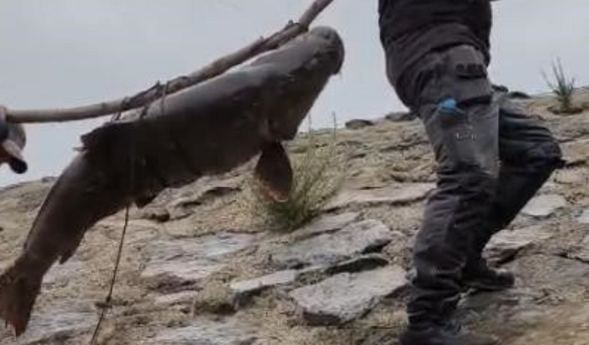 Elazığ’da yakalanan 60 kiloluk dev turna omuzlarda taşındı!