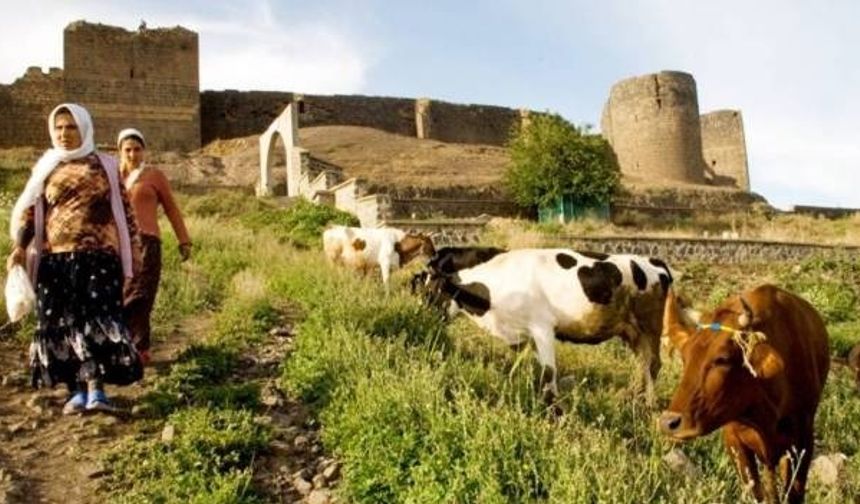 Diyarbakır hayvancılıkta ilk 10’da: İşte büyükbaş hayvan sayısı!