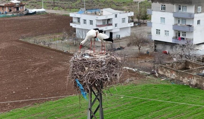 Binlerce kilometre geldiler: Yuvalarını Diyarbakır kuruyor