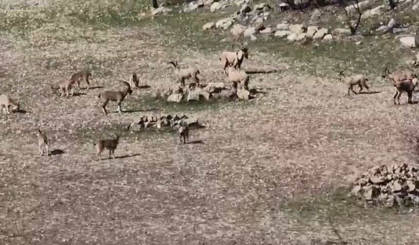 Cezası 940 bin TL: Diyarbakır'da ilk kez böyle görüldüler!