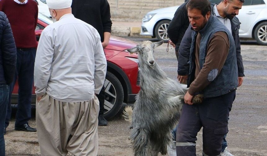 Diyarbakır'da kasaplara güvenmeyenler oraya akın etti!