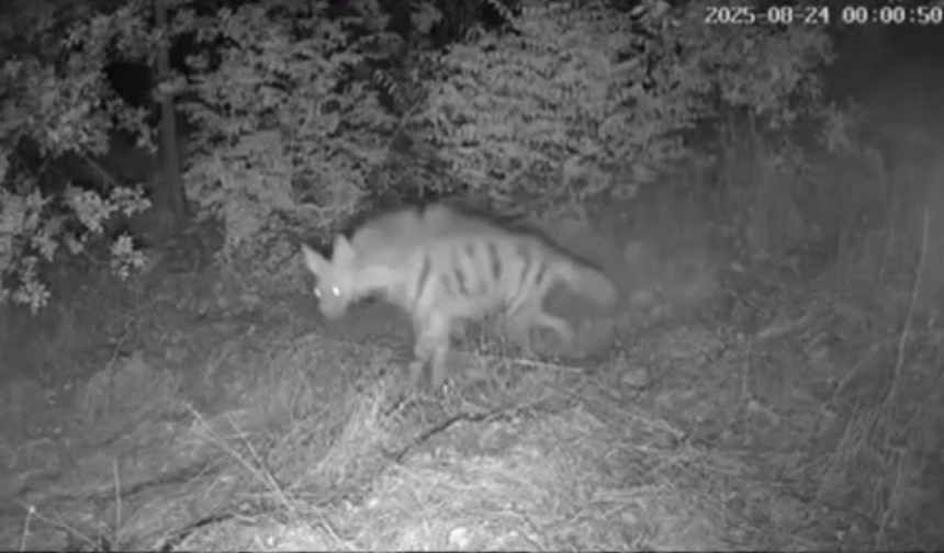 Diyarbakır’da foto kapanı kurdular: 4 çeşit yaban hayvanı gördüler!