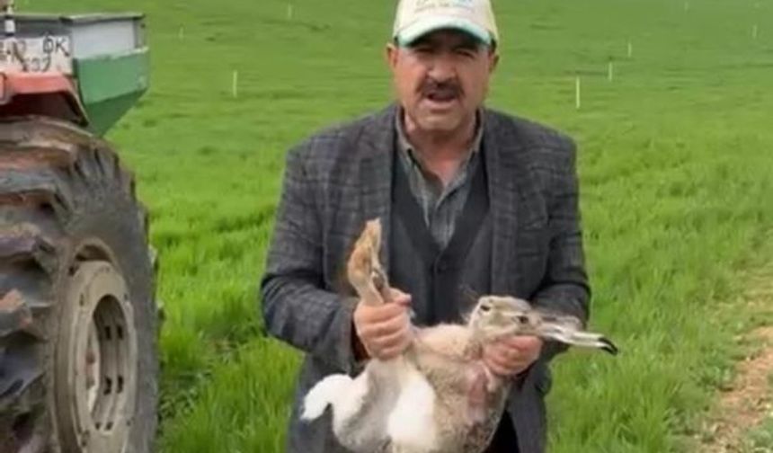 Diyarbakırlı çiftçi tarlada kurtardı: Avcılara seslendi