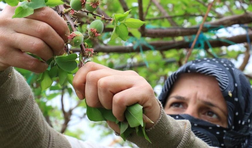 Diyarbakır’da yılın ilk hasadı başladı: İlçede 160, merkezde 400 TL!