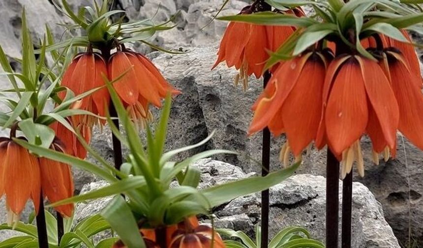 Sadece 20 günlük ömrü var: Diyarbakır’da bu çiçeği koparmanın cezası 700 bin TL!