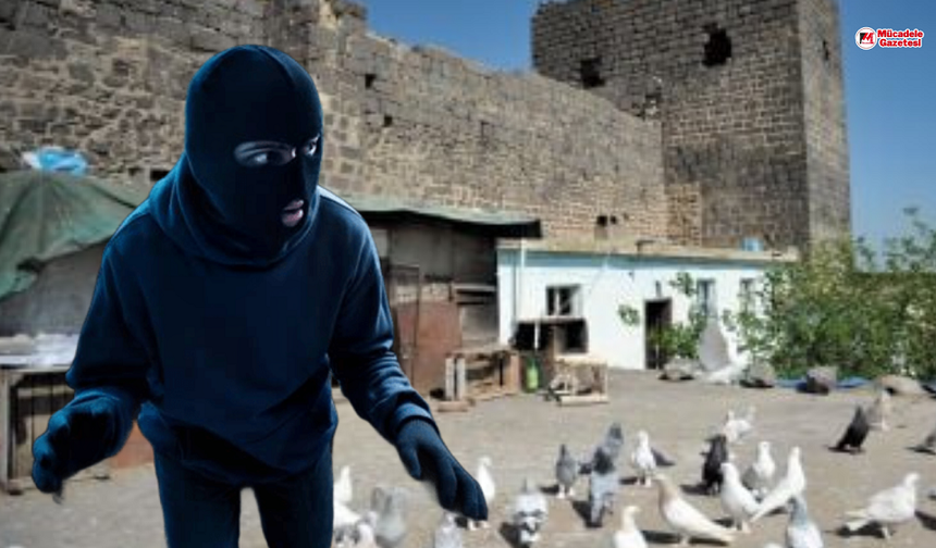 Diyarbakır’da kuşbazların huzuru kaçtı: Hırsız kümesi boşalttı!