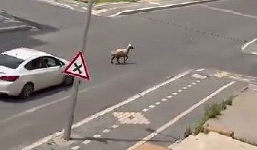 Diyarbakır'da kurbanlık kaçtı, trafiğin altını üstüne getirdi