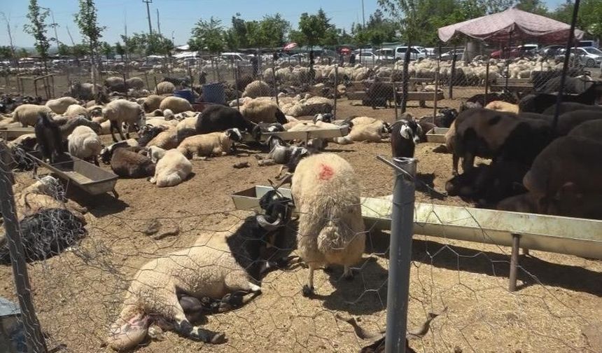 Diyarbakır'da kurbanlık mesaisi başladı: İşte kesim ücreti