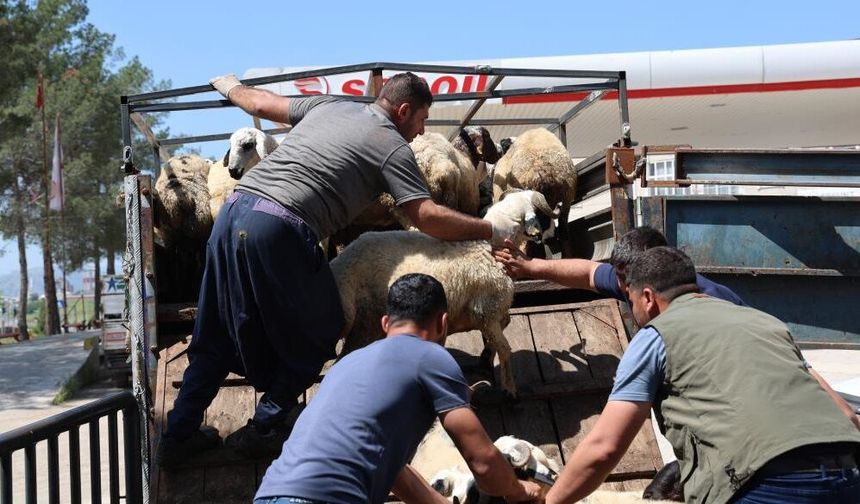 Diyarbakır'dan Batı’ya kurbanlık sevkiyatı: Fiyatlar yüzde 50 arttı