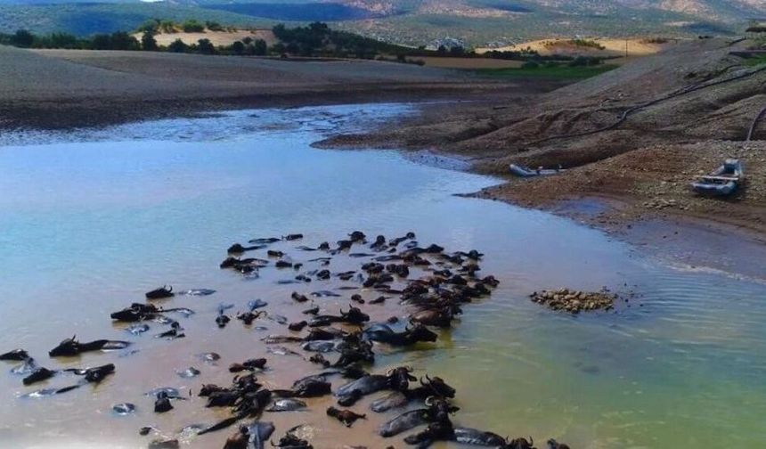 Diyarbakır Türkiye ikincisi oldu: Sayısı binleri aştı