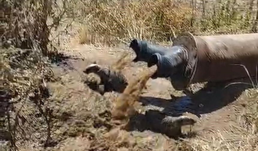 Diyarbakır'da çiftçiler gözlerine inanamadı: Sulama borusundan çıktılar!