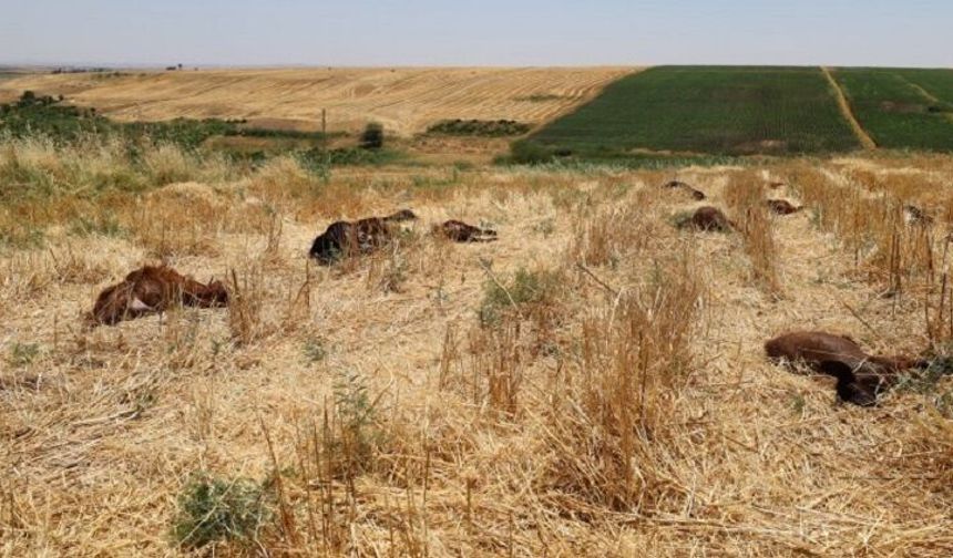 Diyarbakır’da göletten su içen 61 hayvan öldü: İddialar vahim!