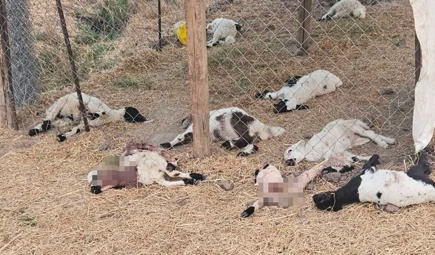 Diyarbakır'da kuzuları öldü, belediyeyi şikayet etti!