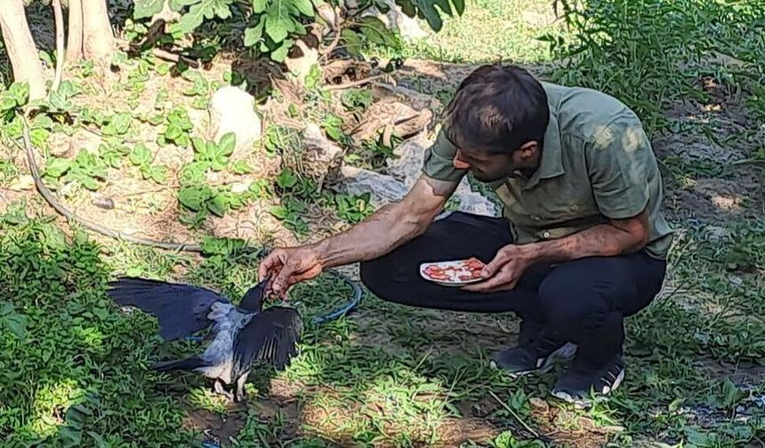 Diyarbakır’da kargalarla bağı gülümsetti: Kapıda karşılıyorlar