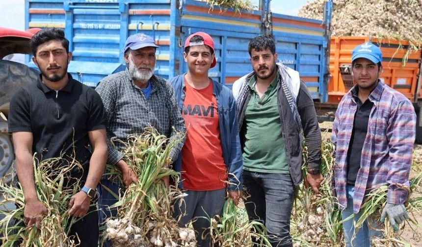 Bir aile başlık parası için çalışıyor! İstedikleri miktar dudak uçuklattı