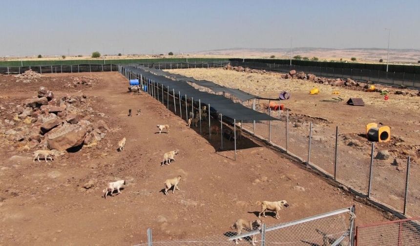 Diyarbakır’da 15 bin sokak köpeğinin evi olacak
