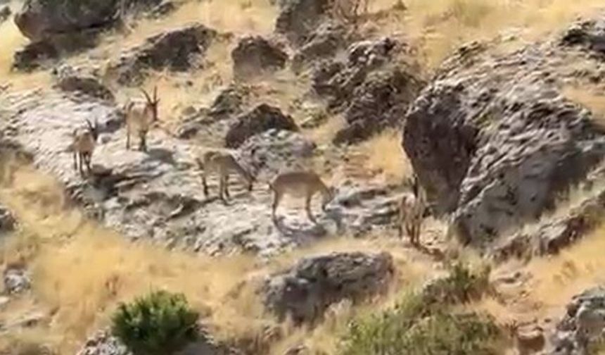 Diyarbakır'da dağ keçileri sürü halinde görüldü