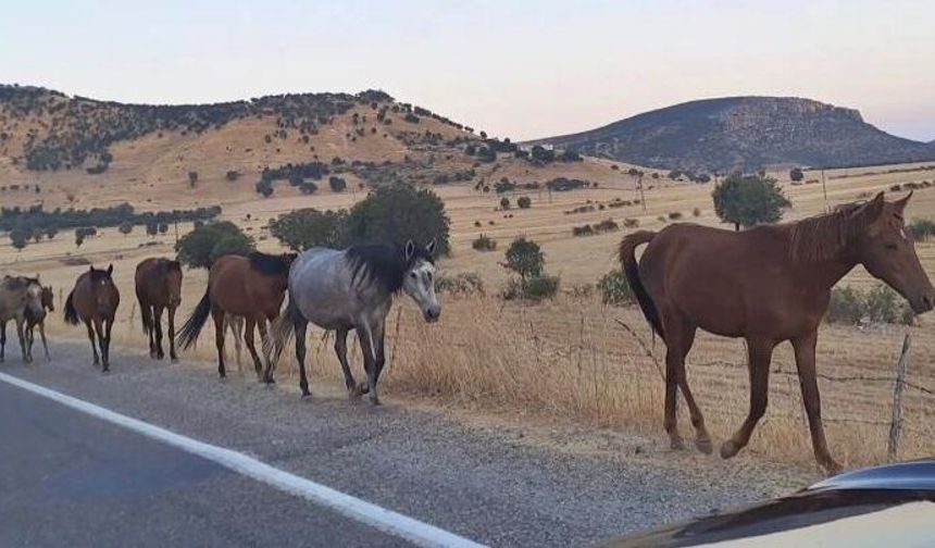 Diyarbakır’da yaban atları yola indi: İşte adresi!