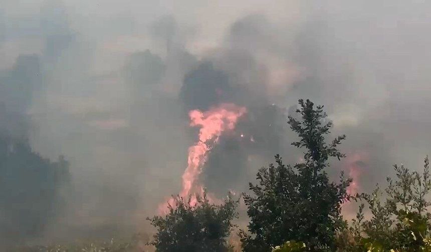 Diyarbakır'da yangın 400 dönümlük alanı küle çevirdi
